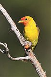 Western Tanager